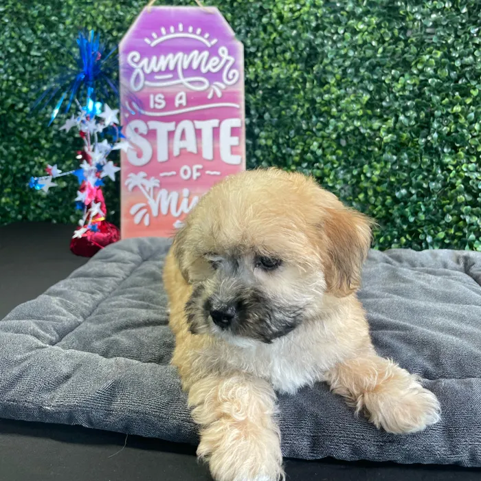 Female Yochon puppy named Omelette for sale at Puppy Dreams - West Little Rock.