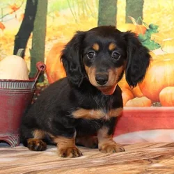 car_main_img_/media/ap_media/pets/ONCFZKVEVPUG149517.webp.250x250_q85.webp