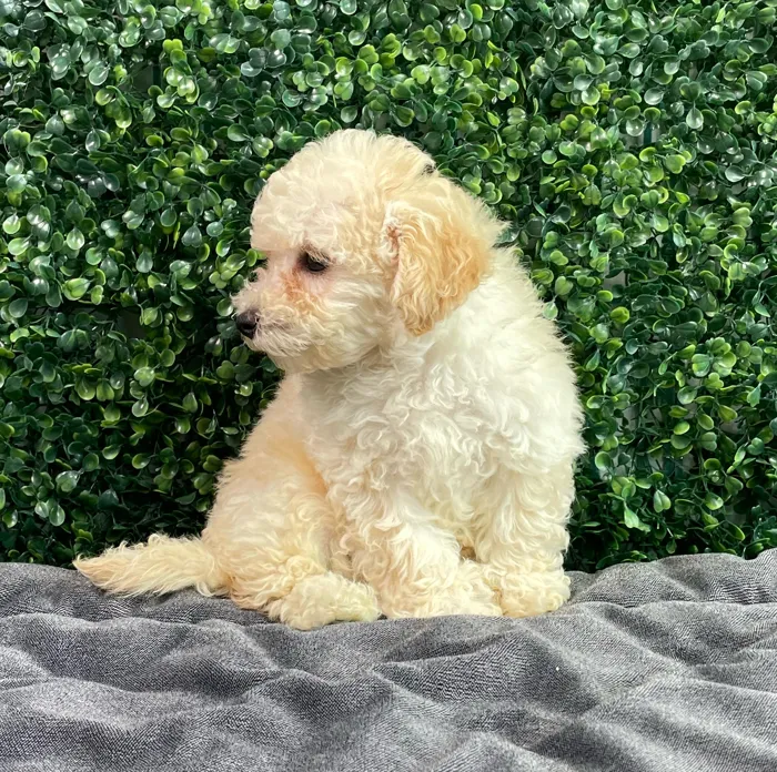 Male Maltipoo puppy named Dolce for sale at Puppy Dreams - West Little Rock.