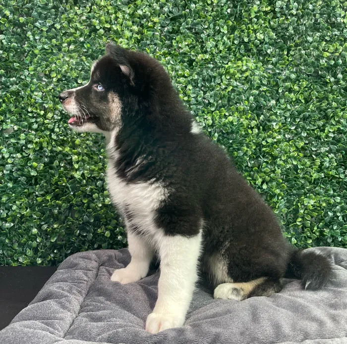 Male Alaskan Klee Kai puppy named Michowl Kors for sale at Puppy Dreams - West Little Rock.