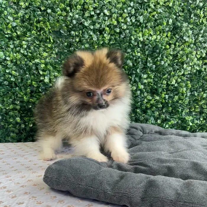 Male Pomeranian puppy named Sundae for sale at Puppy Dreams - West Little Rock.