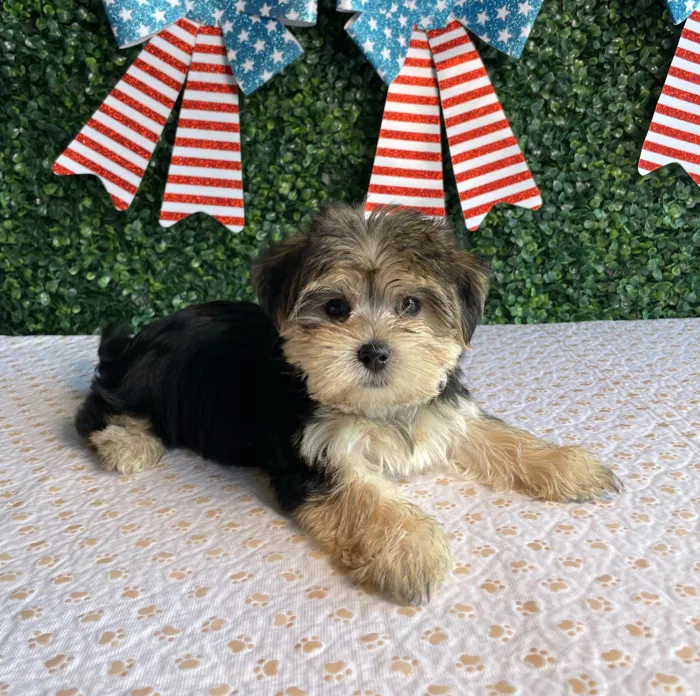 Female Morkie puppy named Patriot for sale at Puppy Dreams - West Little Rock.