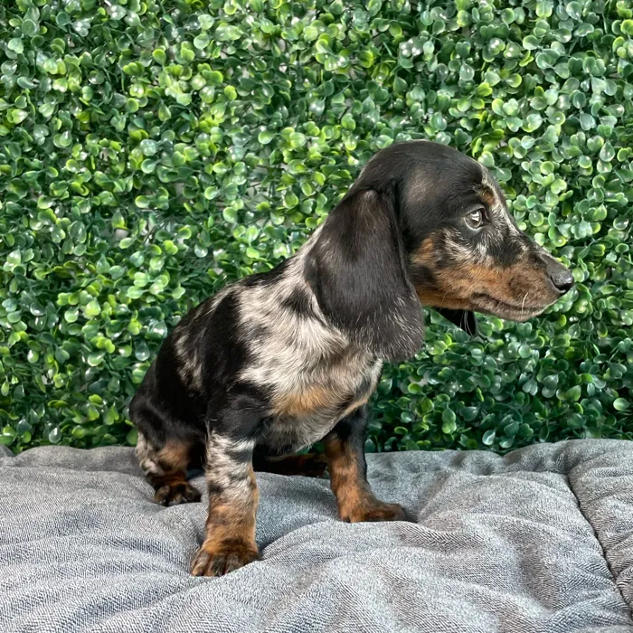 Male Dachshund puppy named Forky for sale at Puppy Dreams - West Little Rock.
