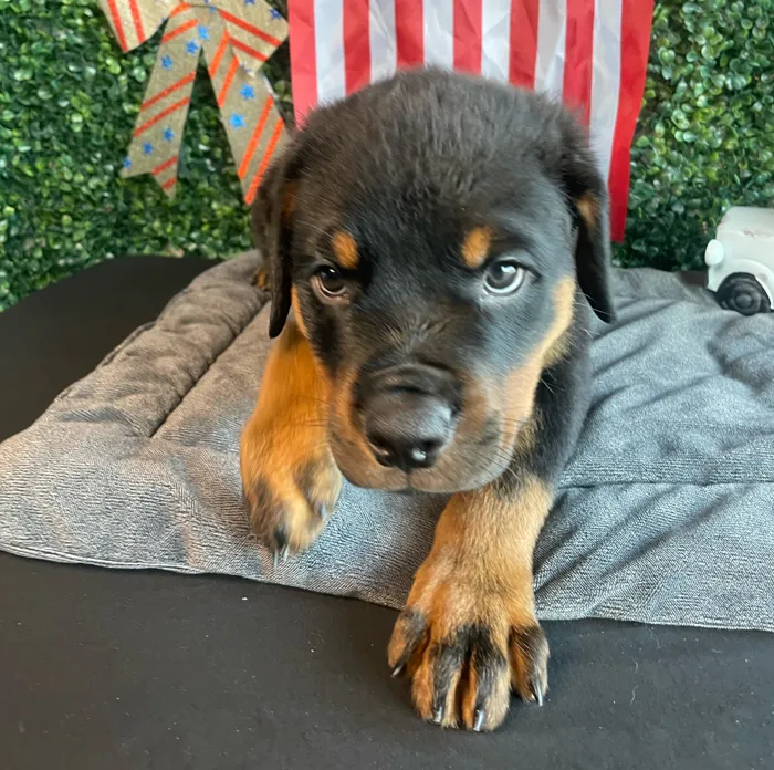Male Rottweiler puppy named O'Reilley for sale at Puppy Dreams - West Little Rock.