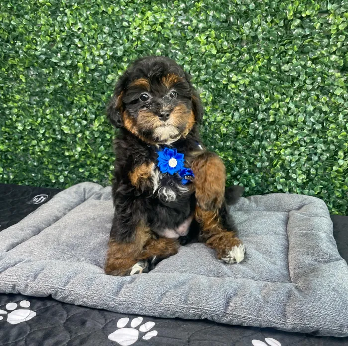 Female Bernedoodle Mini puppy named Lola for sale at Puppy Dreams - West Little Rock.