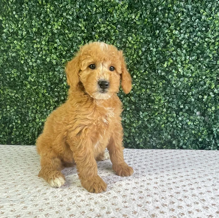 Male Mini Goldendoodle puppy named Austin for sale at Puppy Dreams - West Little Rock.