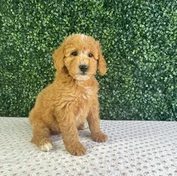 Male Mini Goldendoodle puppy named Austin for sale at Puppy Dreams - West Little Rock.
