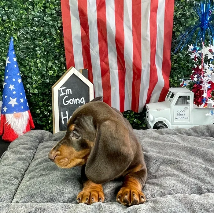 Male Dachshund puppy named Kramer for sale at Puppy Dreams - West Little Rock.