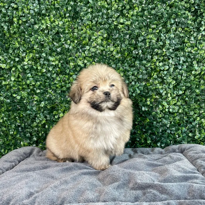 Female Shih Tzu-Pom puppy named Dory for sale at Puppy Dreams - West Little Rock.