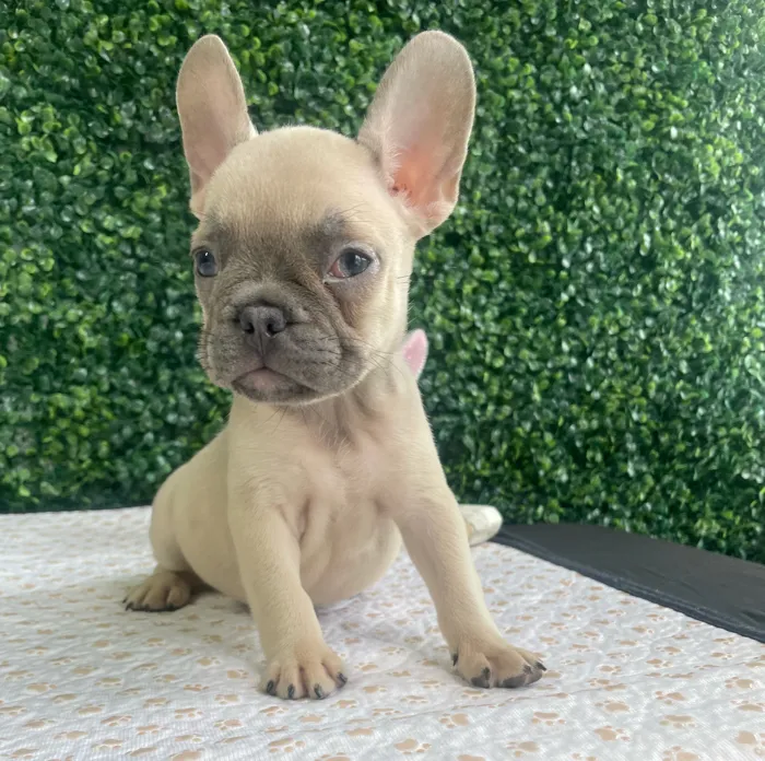 Female French Bulldog puppy named Sarah for sale at Puppy Dreams - West Little Rock.