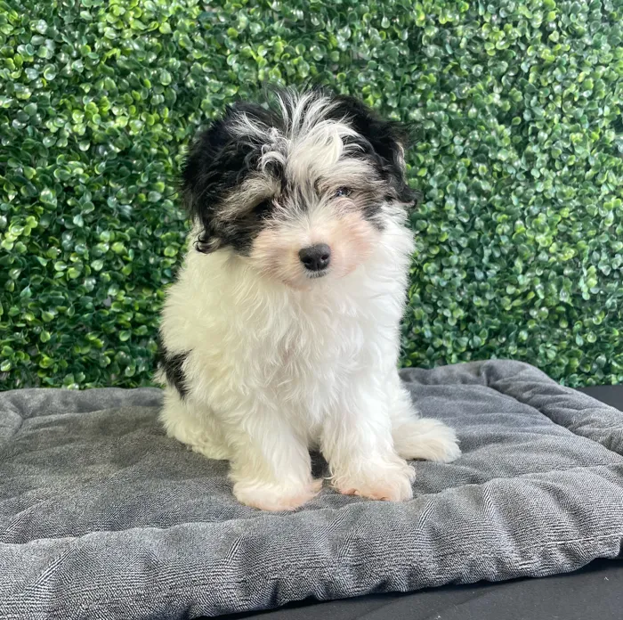 Female Pomachon puppy named Daisy for sale at Puppy Dreams - West Little Rock.