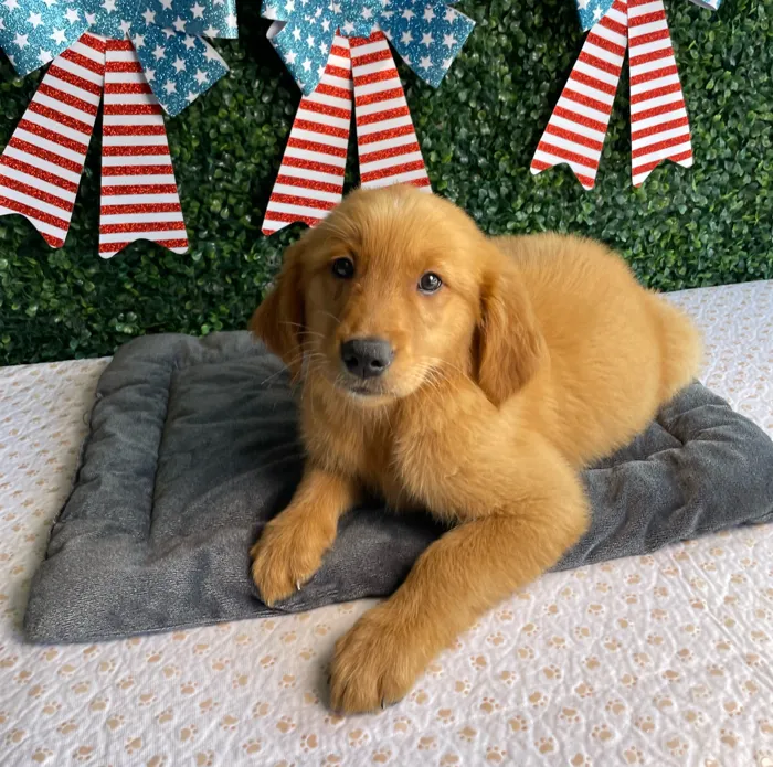 Male Golden Retriever puppy named Lincoln for sale at Puppy Dreams - West Little Rock.