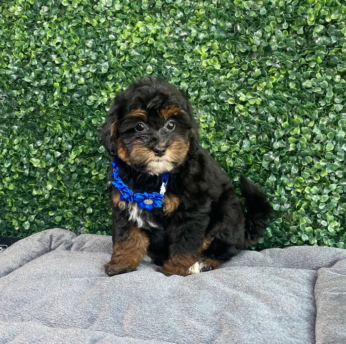 Female Bernedoodle Mini puppy named Lola for sale at Puppy Dreams - West Little Rock.