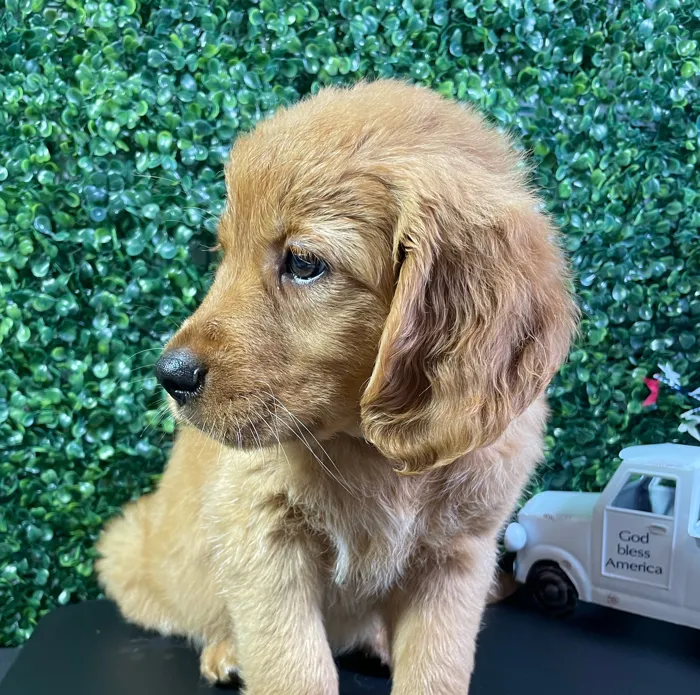 Female Golden Retriever puppy named Bali for sale at Puppy Dreams - West Little Rock.