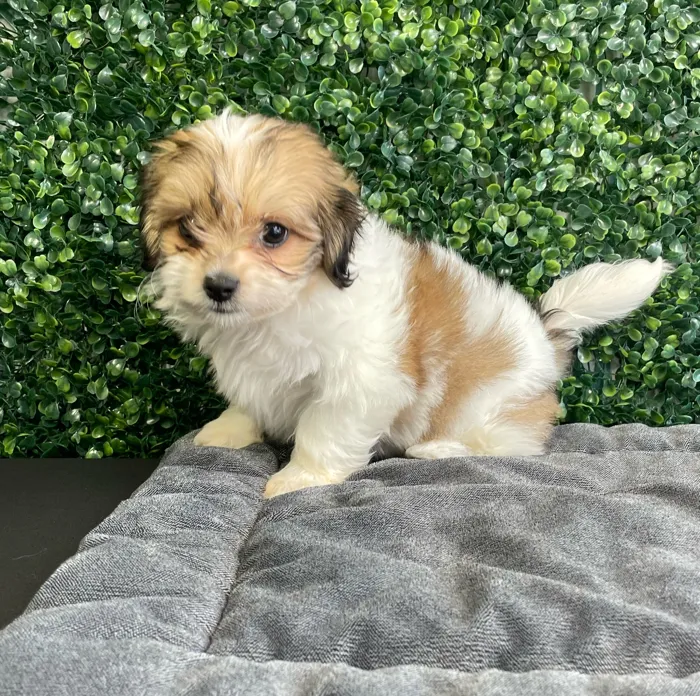 Female Teddy Bear puppy named Sprinkles for sale at Puppy Dreams - West Little Rock.