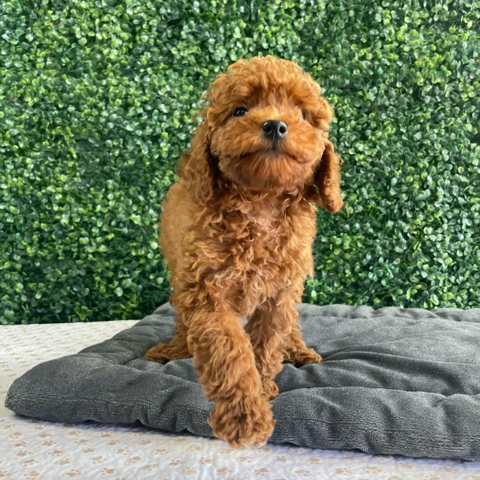 Female Mini Poodle puppy named Velvet for sale at Puppy Dreams - West Little Rock.