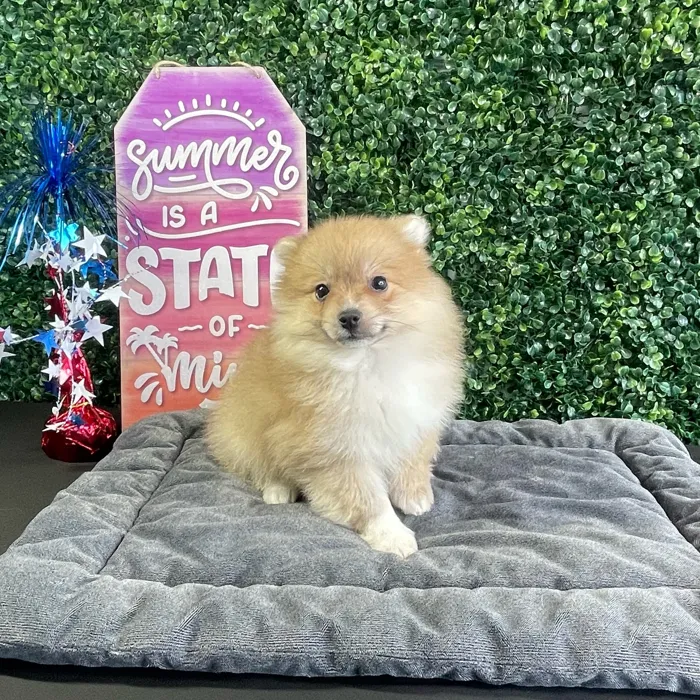 Male Pomeranian puppy named Gravy for sale at Puppy Dreams - West Little Rock.
