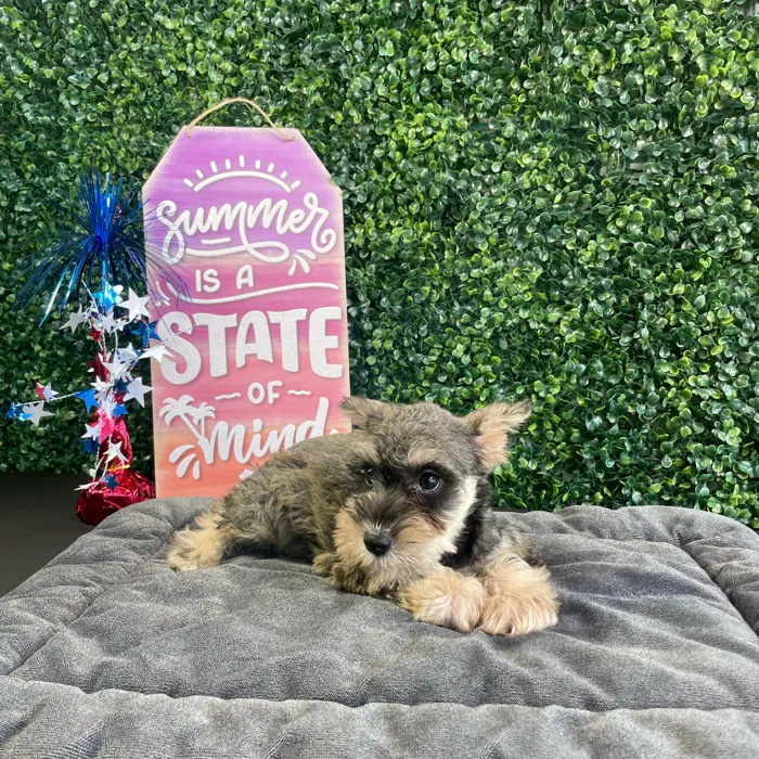 Female Mini Schnauzer puppy named Jam for sale at Puppy Dreams - West Little Rock.