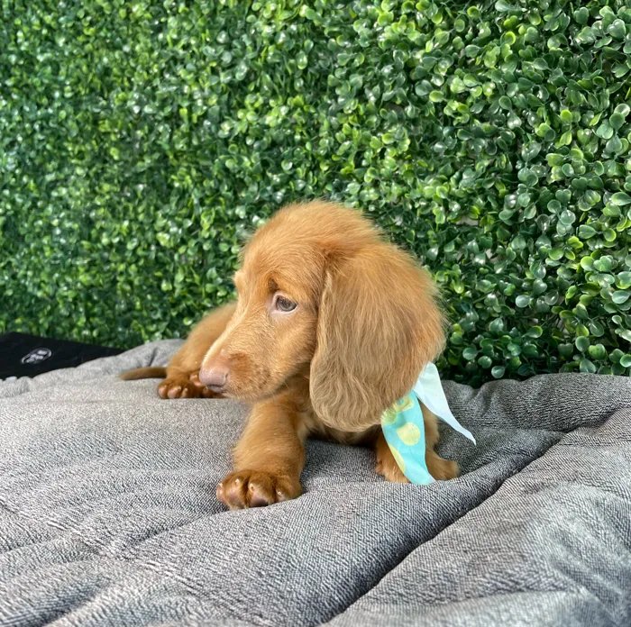 Male Dachshund puppy named Bugs for sale at Puppy Dreams - West Little Rock.