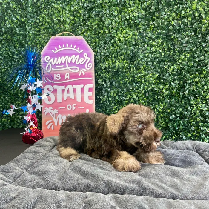 Female Mini Schnauzer puppy named Muffin for sale at Puppy Dreams - West Little Rock.