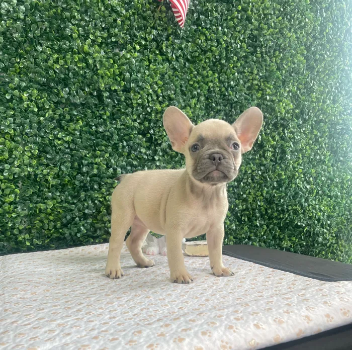 Female French Bulldog puppy named Sarah for sale at Puppy Dreams - West Little Rock.