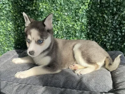 Female Alaskan Klee Kai Puppy for Sale in Little Rock, AR