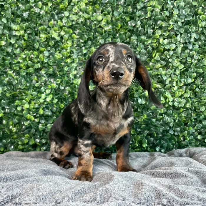 Male Dachshund puppy named Forky for sale at Puppy Dreams - West Little Rock.