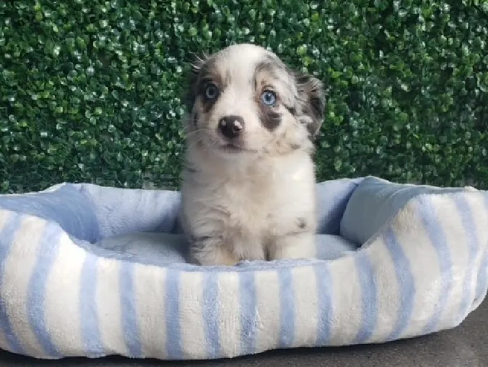 Male Toy Aussie Shepherd Puppy for Sale in Little Rock, AR