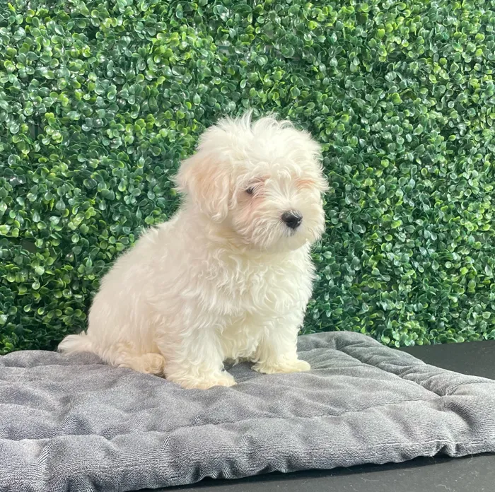 Male Maltese puppy named Grrberry for sale at Puppy Dreams - West Little Rock.