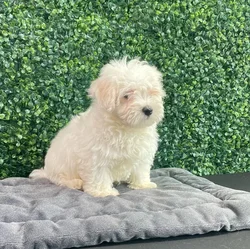 Male Maltese puppy named Grrberry for sale at Puppy Dreams - West Little Rock.