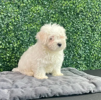 Male Maltese puppy named Grrberry for sale at Puppy Dreams - West Little Rock.