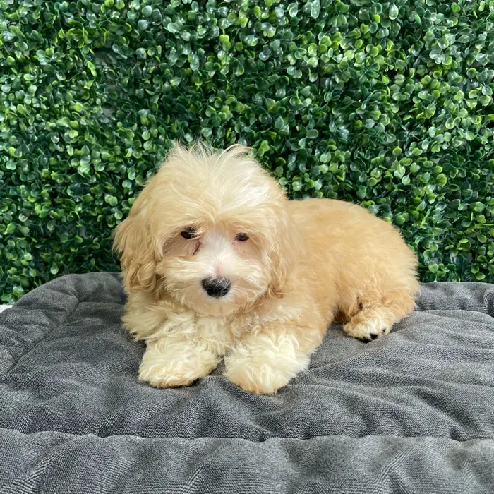 Male Bichon-Poodle puppy named Danish for sale at Puppy Dreams - West Little Rock.