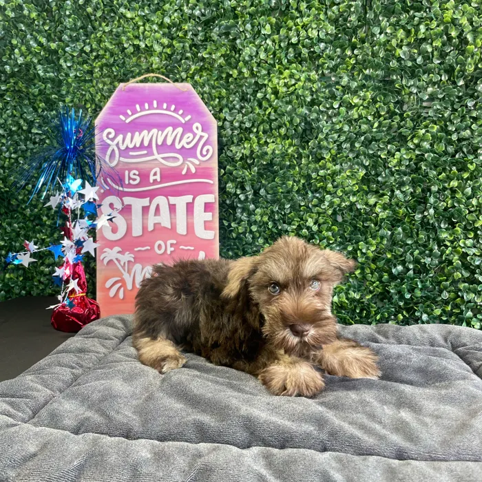 Female Mini Schnauzer puppy named Muffin for sale at Puppy Dreams - West Little Rock.