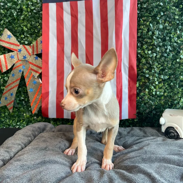 Female Chihuahua puppy named Lily Pad for sale at Puppy Dreams - West Little Rock.