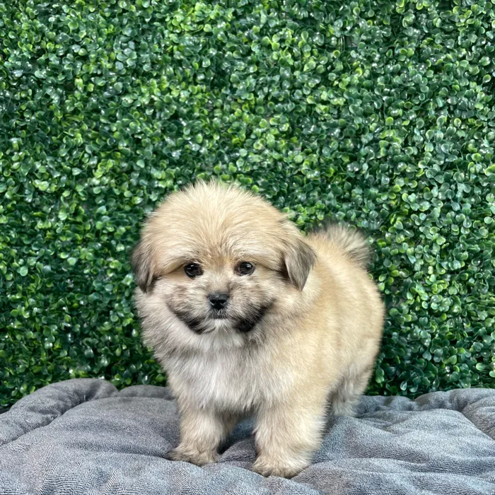 Female Shih Tzu-Pom puppy named Dory for sale at Puppy Dreams - West Little Rock.