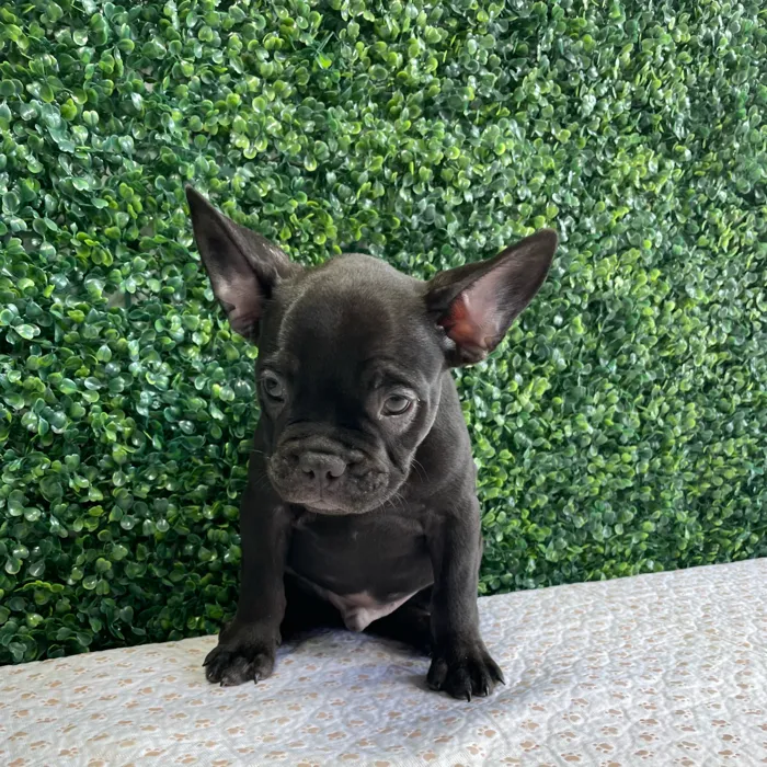 Male French Bulldog puppy named Fudge for sale at Puppy Dreams - West Little Rock.