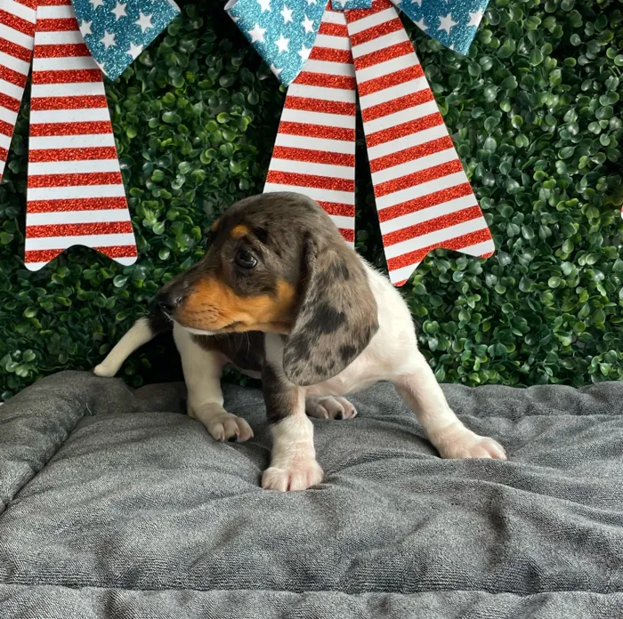 Female Dachshund puppy named Star for sale at Puppy Dreams - West Little Rock.