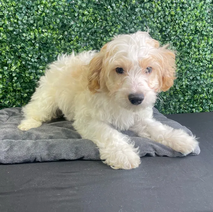 Male Cockapoo puppy named Bluebell for sale at Puppy Dreams - West Little Rock.