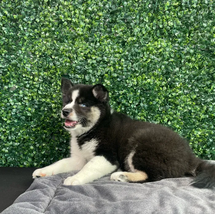 Male Alaskan Klee Kai puppy named Michowl Kors for sale at Puppy Dreams - West Little Rock.