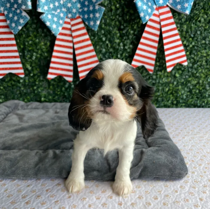 Male Cavalier King Charles Spaniel puppy named Abe for sale at Puppy Dreams - West Little Rock.