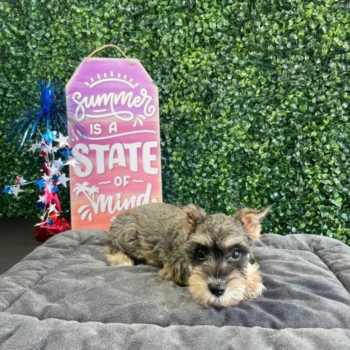 Female Mini Schnauzer puppy named Jam for sale at Puppy Dreams - West Little Rock.