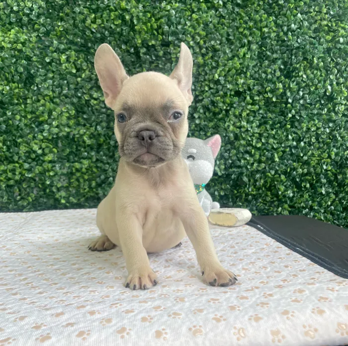 Female French Bulldog puppy named Sarah for sale at Puppy Dreams - West Little Rock.
