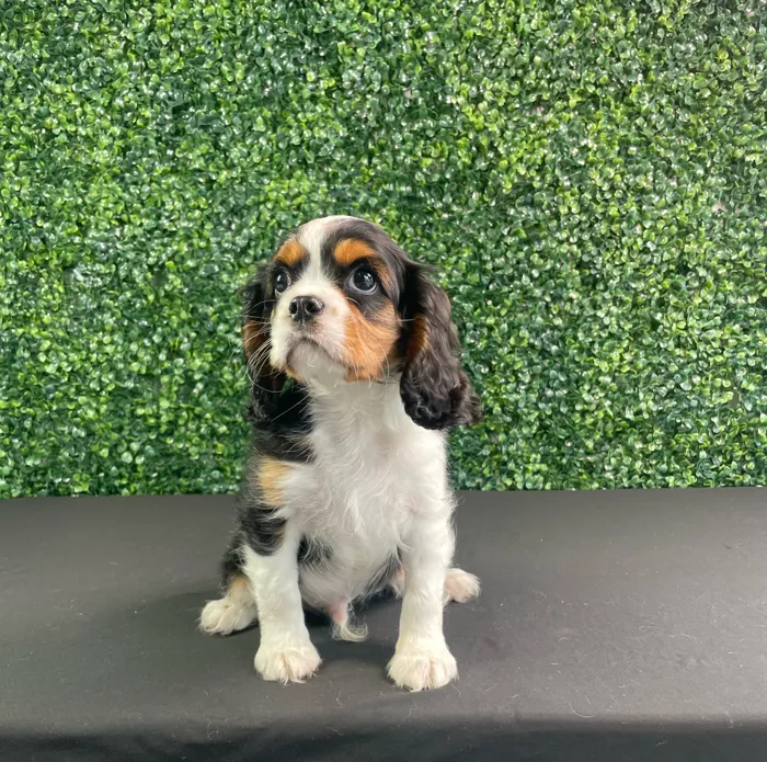 Male Cavalier King Charles Spaniel puppy named Coleslaw for sale at Puppy Dreams - West Little Rock.