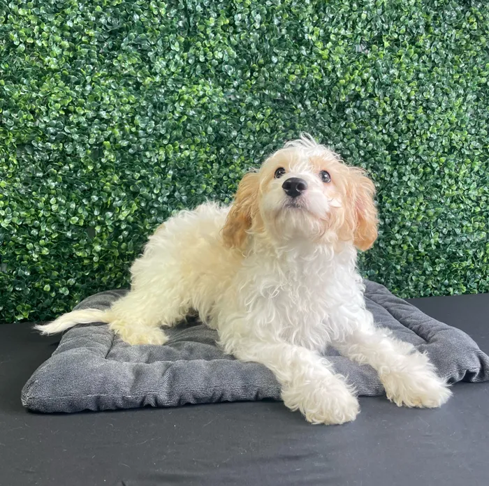 Male Cockapoo puppy named Bluebell for sale at Puppy Dreams - West Little Rock.