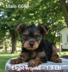 car_main_img_/media/ap_media/pets/RYKIYHHTSZNQ142054.webp.250x250_q85.webp