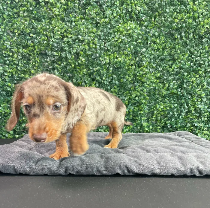 Male Dachshund puppy named Givenchy for sale at Puppy Dreams - West Little Rock.
