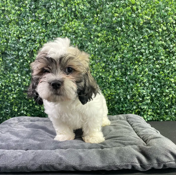 Female Teddy Bear puppy named Vera for sale at Puppy Dreams - West Little Rock.