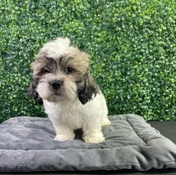 Female Teddy Bear puppy named Vera for sale at Puppy Dreams - West Little Rock.