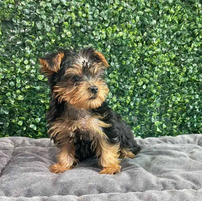 Male Yorkie puppy named Louis for sale at Puppy Dreams - West Little Rock.