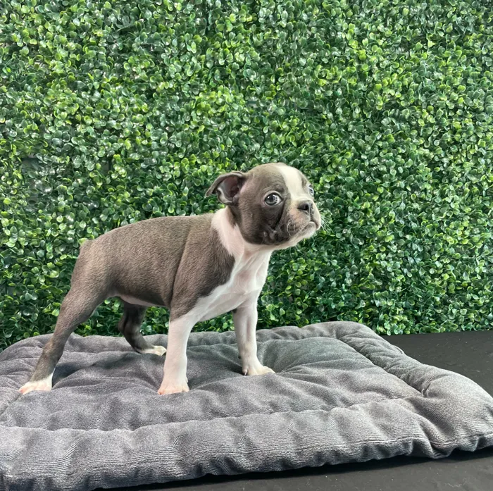 Female Boston Terrier puppy named Tiffany for sale at Puppy Dreams - West Little Rock.